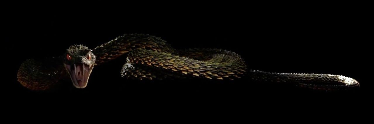 Taylight (Taylor's Version) banner