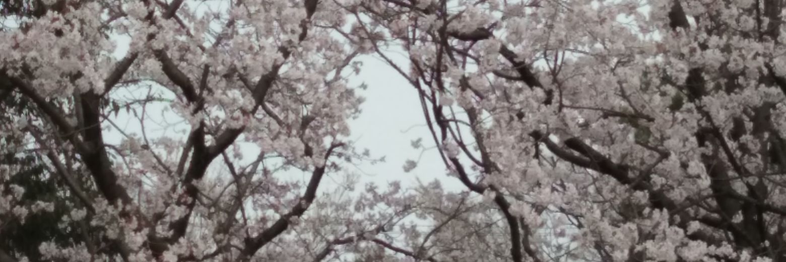 vimparedes64's profile banner image