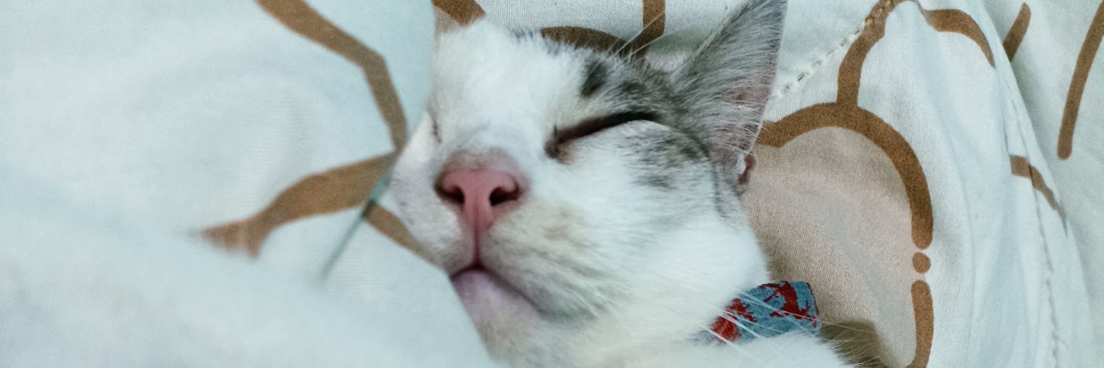 labilol's profile banner image