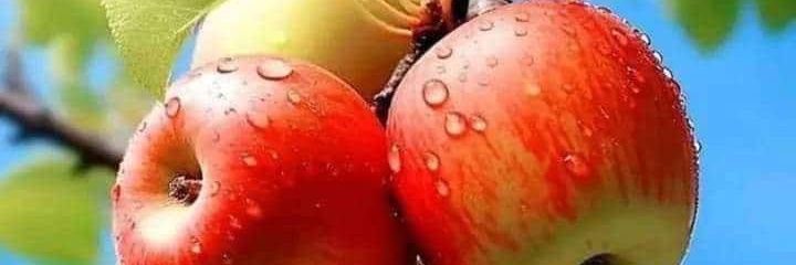 آنسہ بٹ's banner