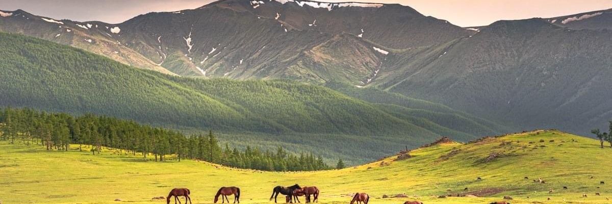 🇲🇳🇺🇦Хулгайч төрийн иргэн🇲🇳🇺🇦 banner