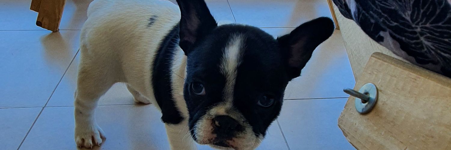 ttomialvarez14's profile banner image