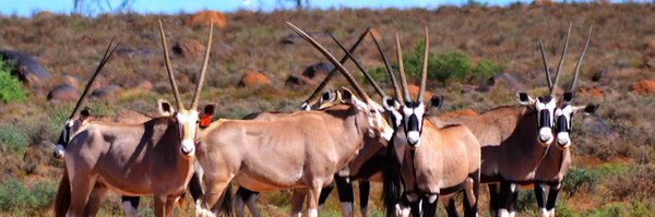 wikusbotes1 Profile Banner