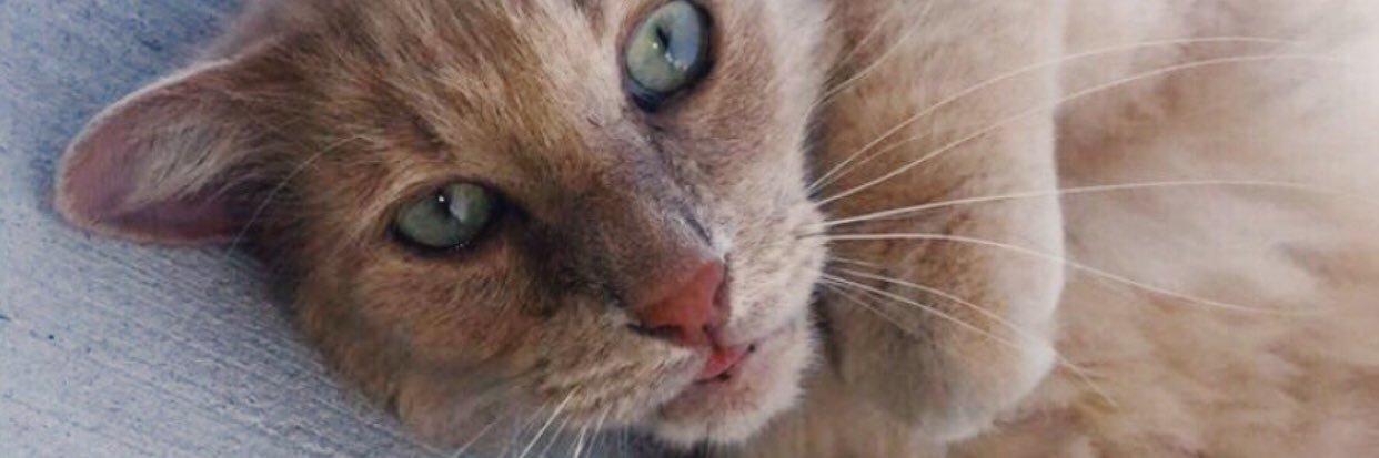 alexisskid's profile banner image