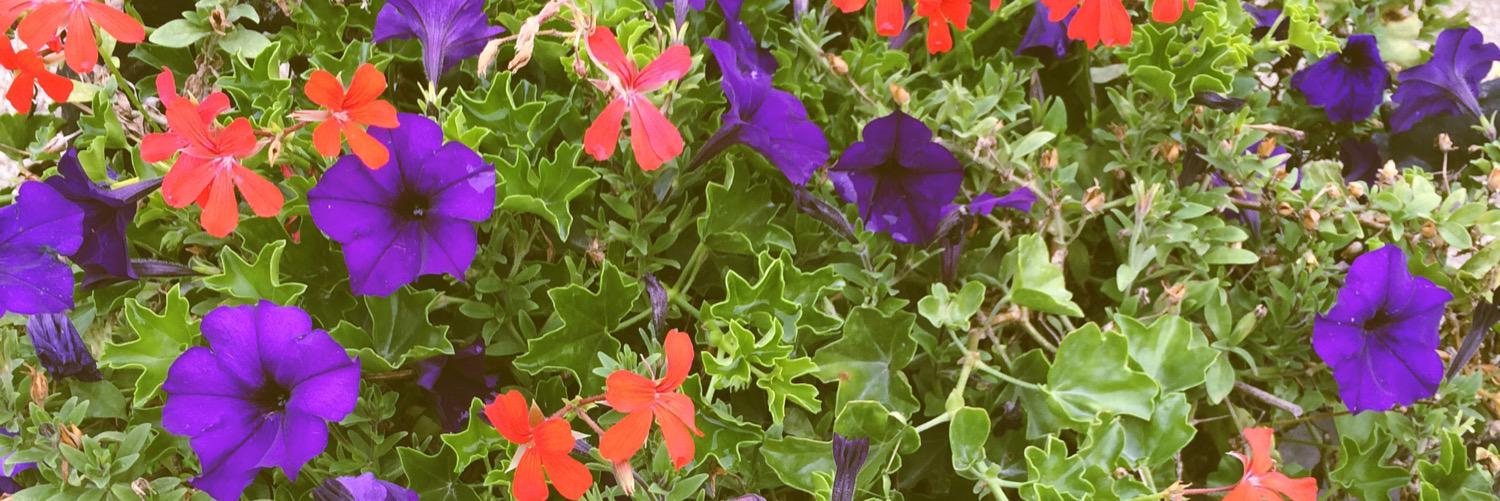 luizambiz's profile banner image