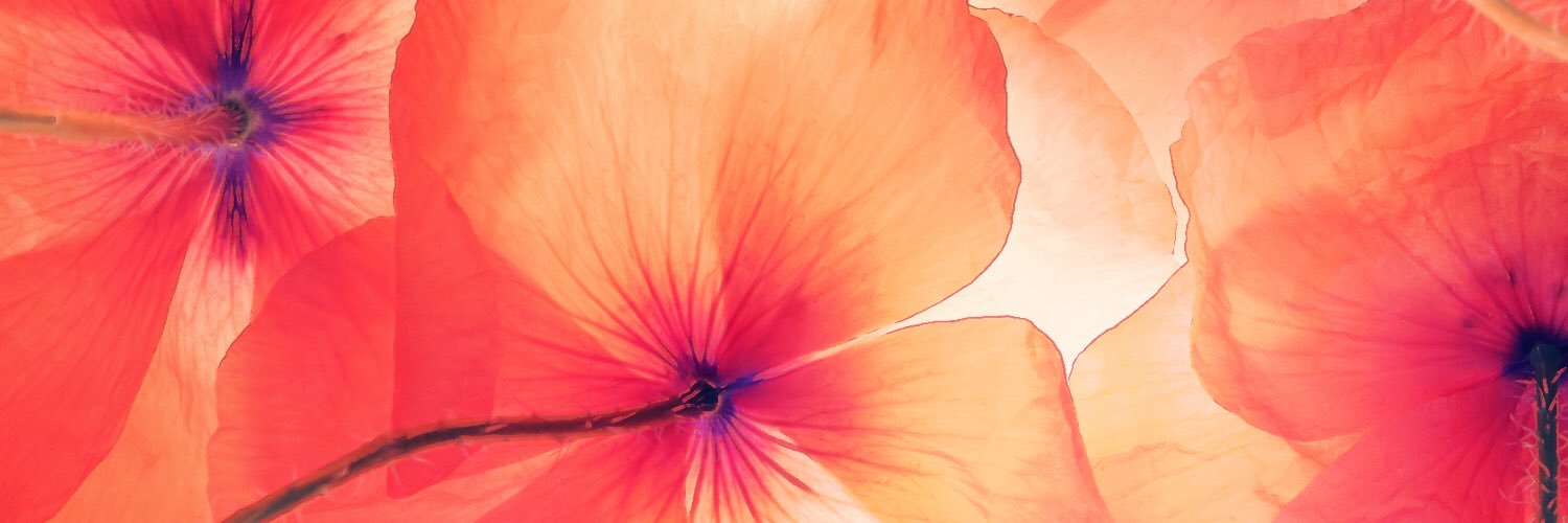 danikonkler's profile banner image