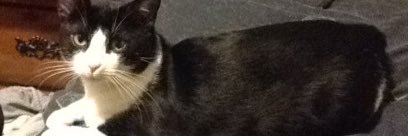 lussiavs's profile banner image