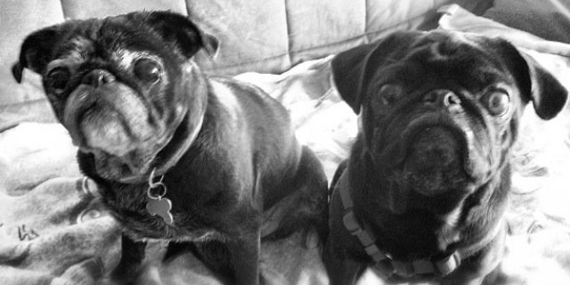 _black_pug's profile banner image