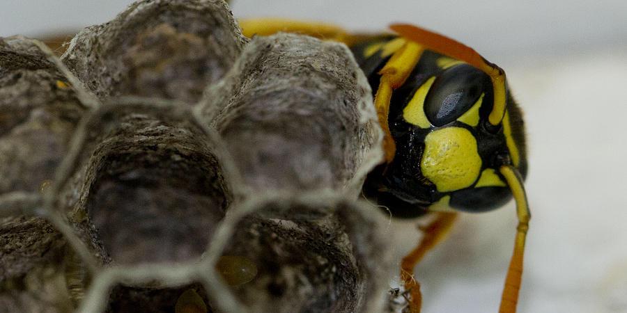wasp_nest's profile banner image