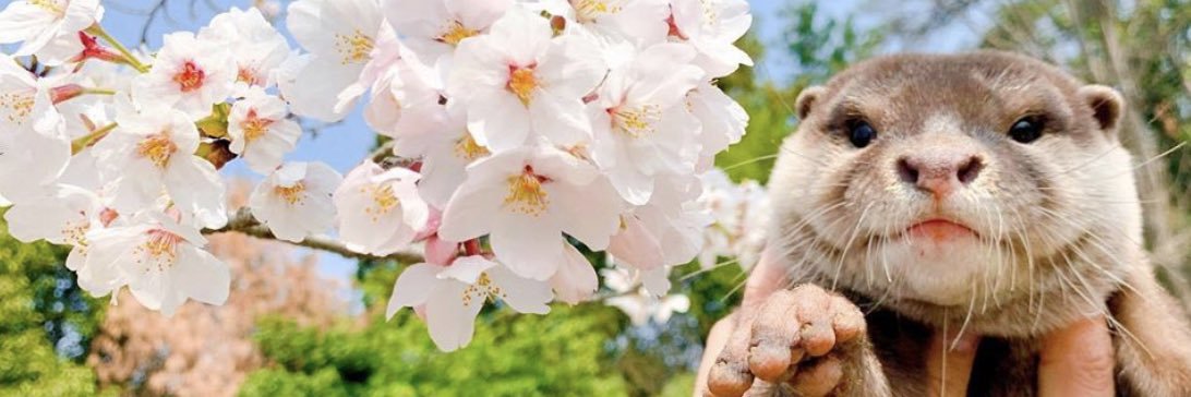 LisaLaweton's profile banner image