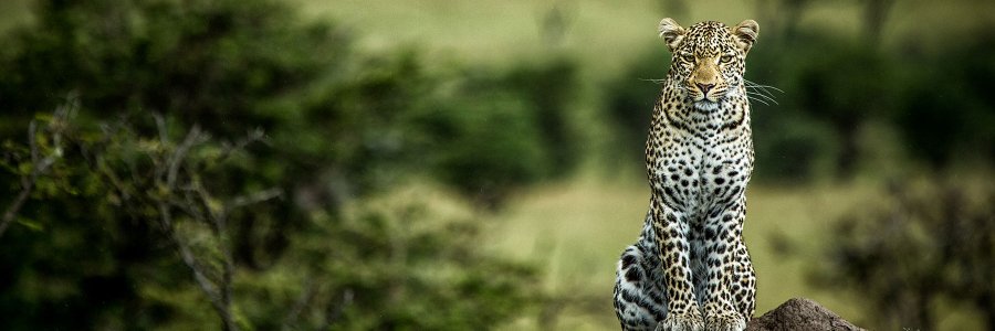 BKSafaris's profile banner image