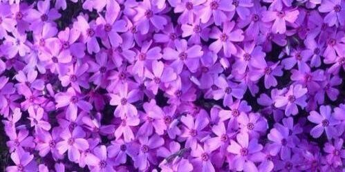 Tomgrsgdr's profile banner image