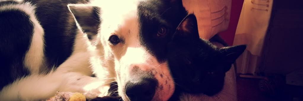 Amy_j613⁷ banner