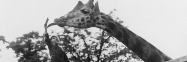 Dulebru's profile banner image