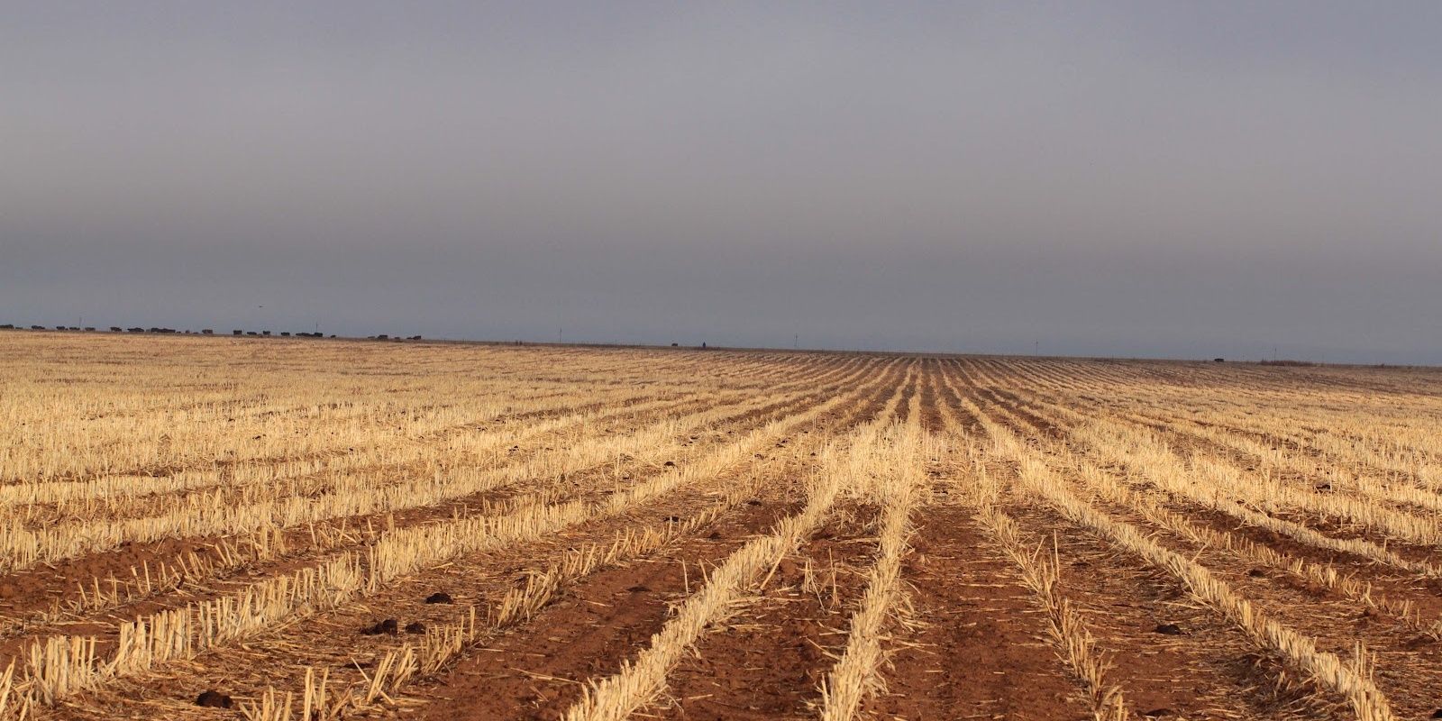 Kaf in die wind banner