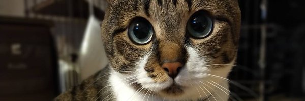 masirito22 Profile Banner