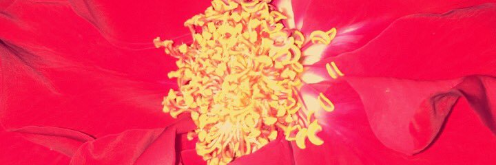 maymayali's profile banner image