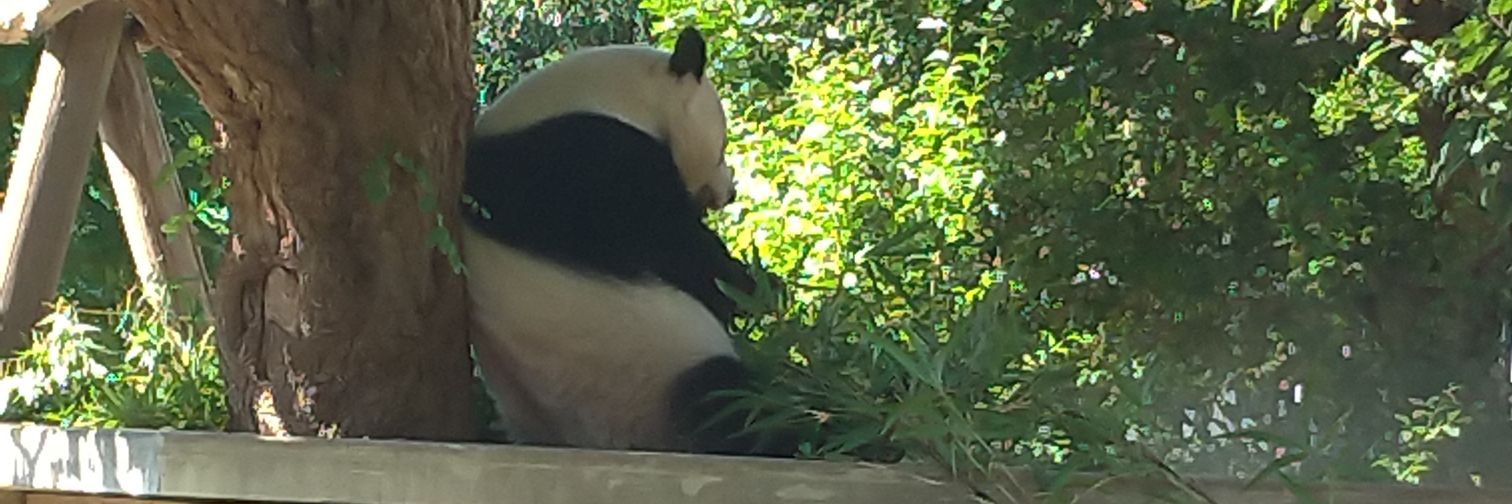 くฅ´•ᴥ•`ฅま banner