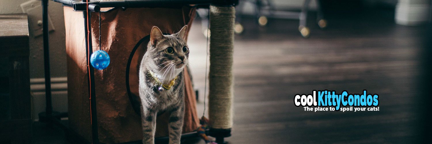 CoolKittyCondos's profile banner image