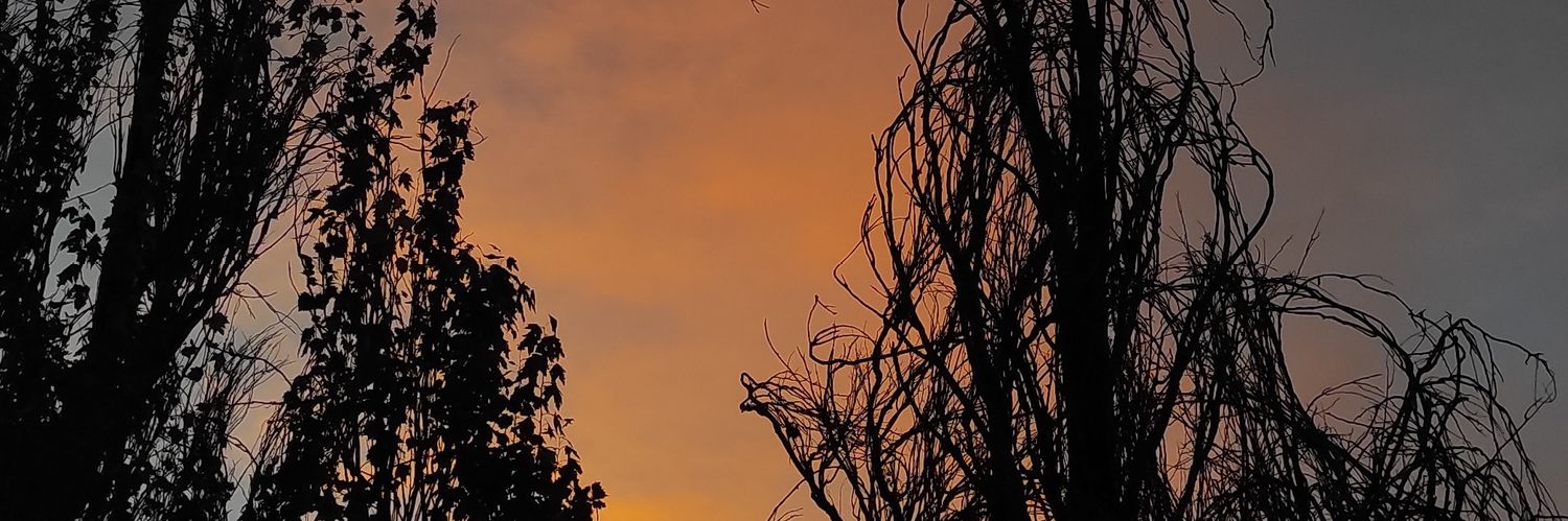 DaniGuazzone's profile banner image
