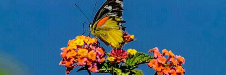 mridubhasi's profile banner image