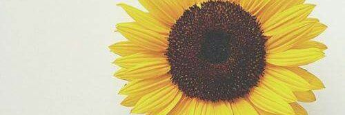 DiandraFB's profile banner image