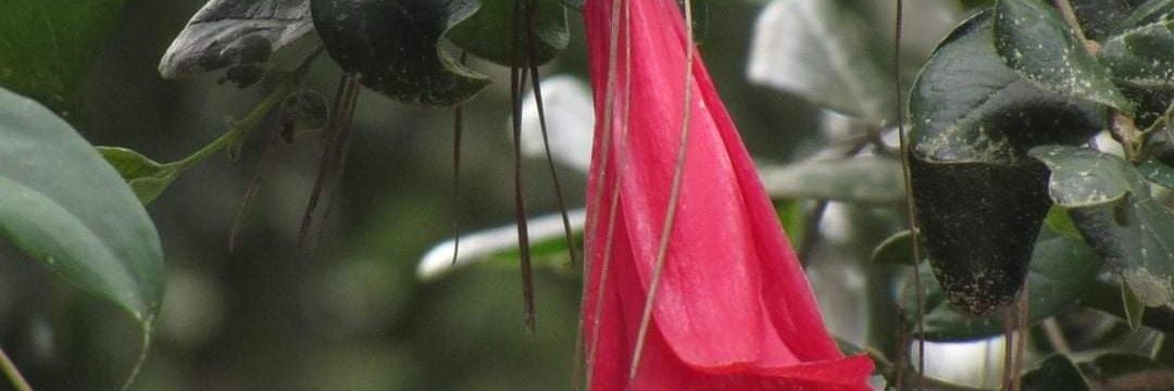 🕊️ Orión 🕛 banner