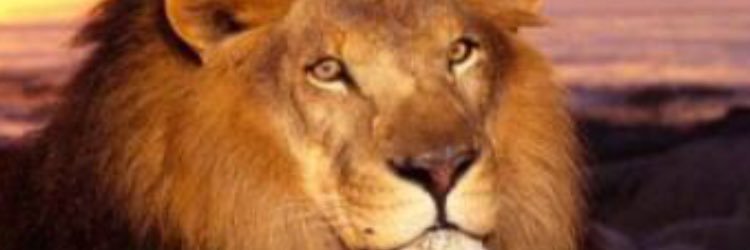 SquarzonLeo's profile banner image