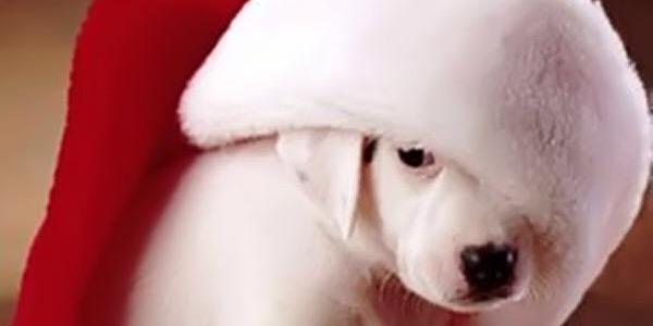 nic_meli's profile banner image
