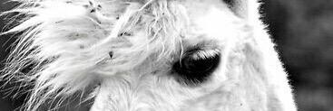 7304Jade's profile banner image