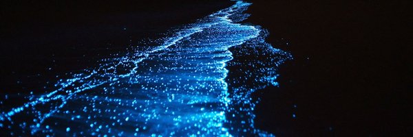 schokolincki Profile Banner