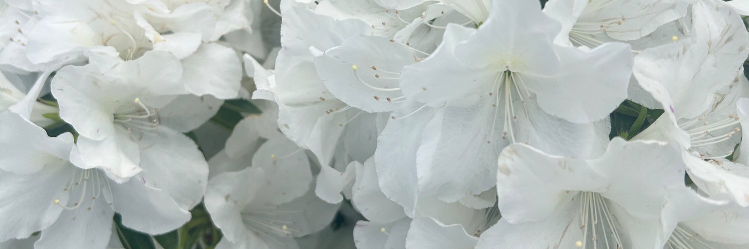 𝕪𝕦𝕦 banner