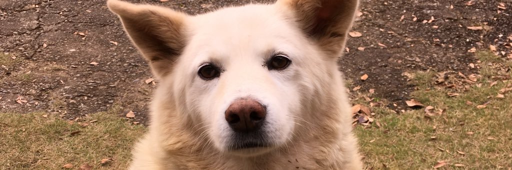 ponzusosu's profile banner image