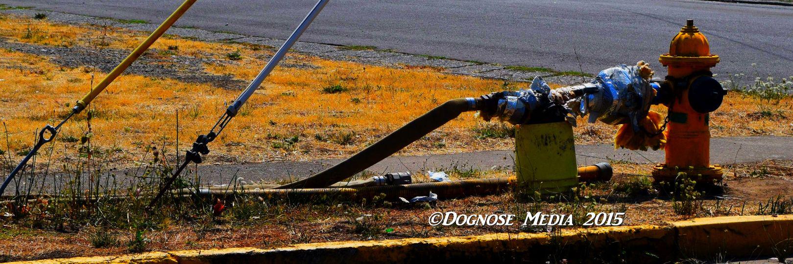 dognosemedia's profile banner image
