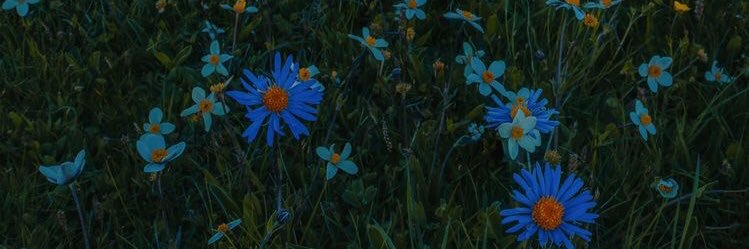 paovb1's profile banner image