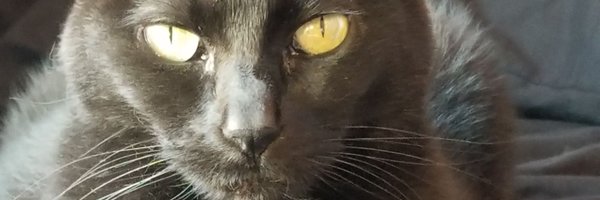 DabberChick710 Profile Banner