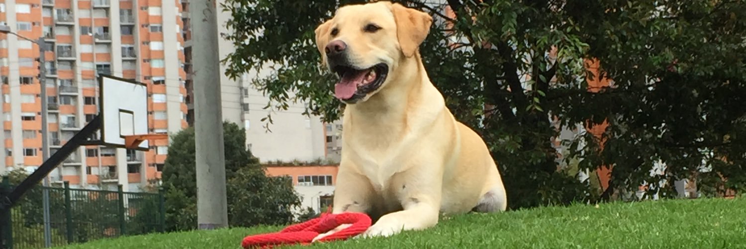DiegoAlePrieto's profile banner image