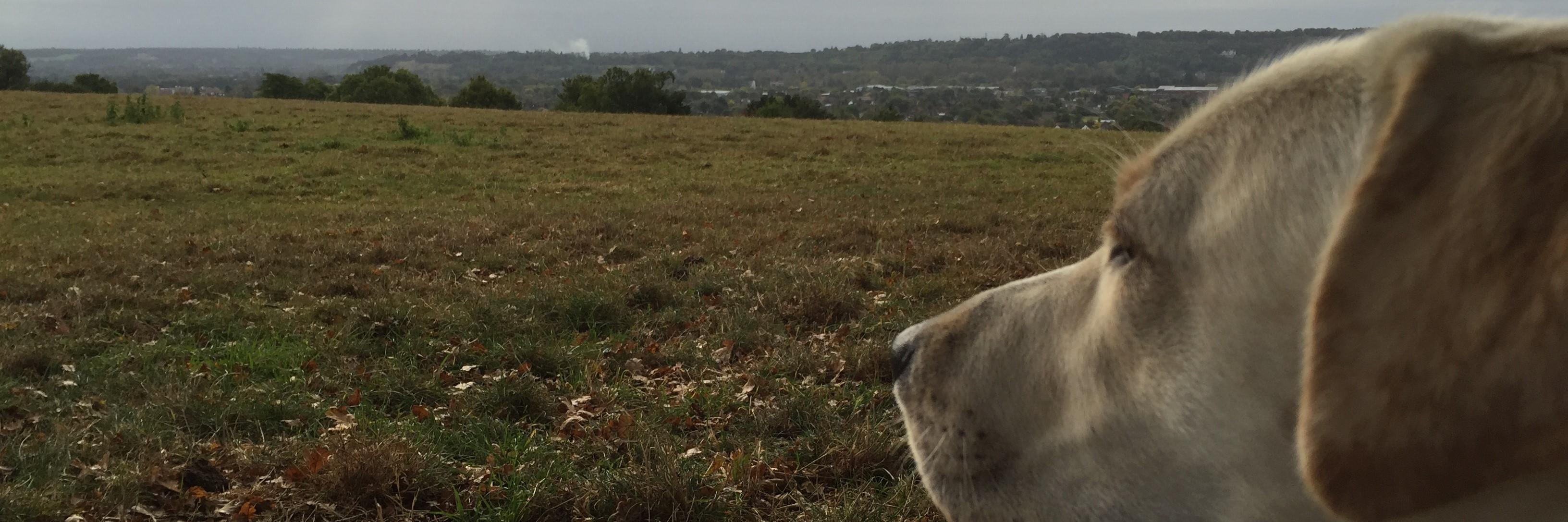 Richard Fayers banner