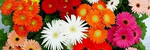 andarimaula's profile banner image