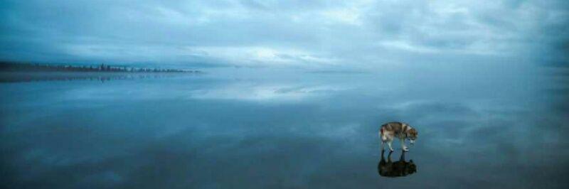 NeiloftheNorth's profile banner image