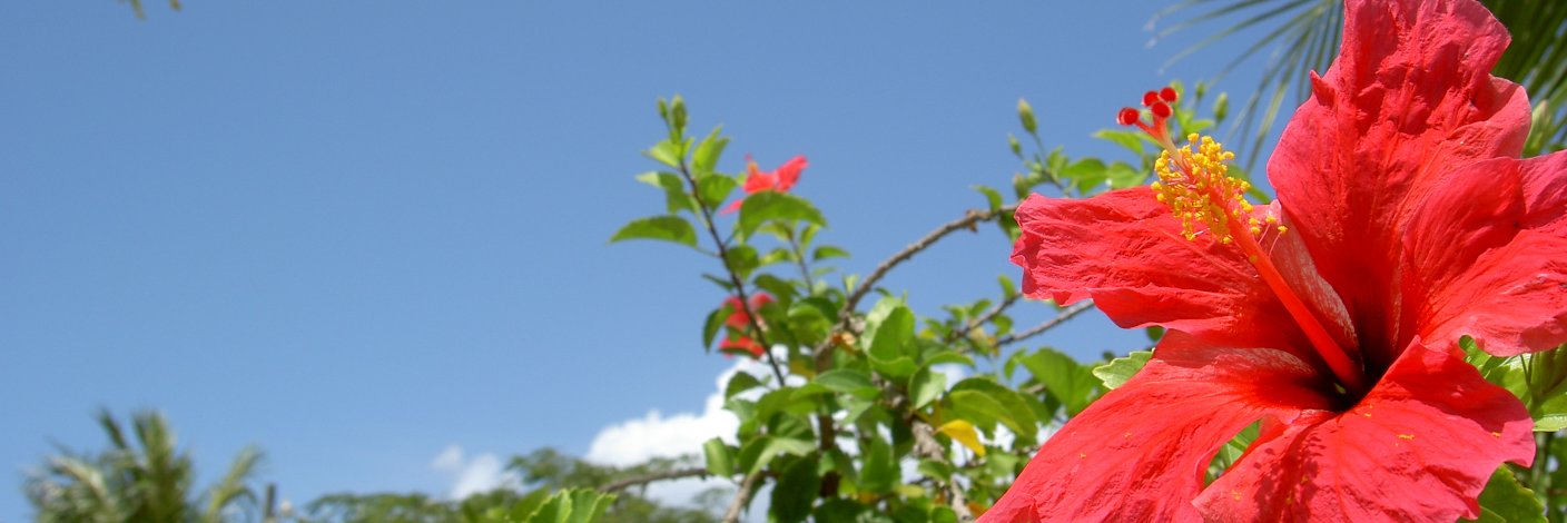 scawww2's profile banner image