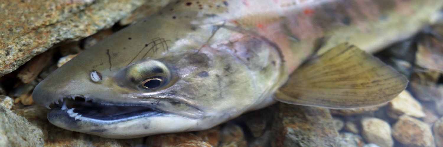 achicochi_fish's profile banner image