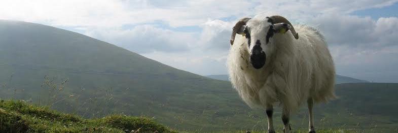 Niamh McGarry banner