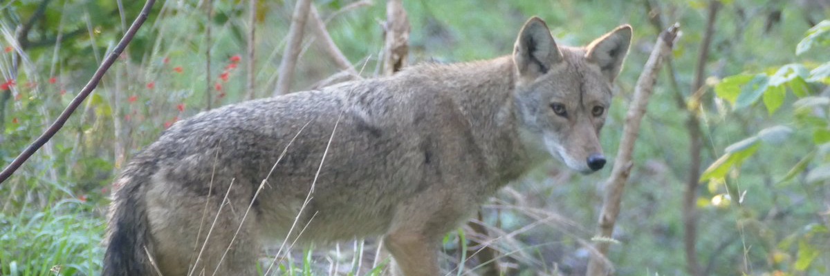 Christopher Brown banner