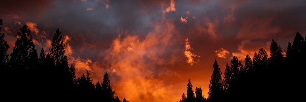 ThePhoenix32 Profile Banner