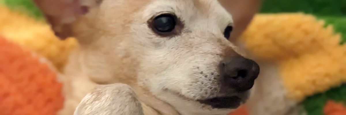 RealSteveDanger's profile banner image