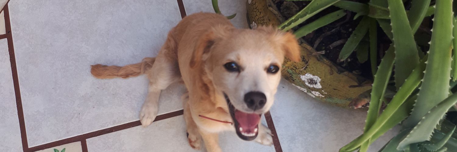 QueenInShorts's profile banner image