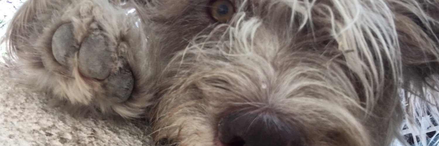 Ari Rodriguez Lugo banner