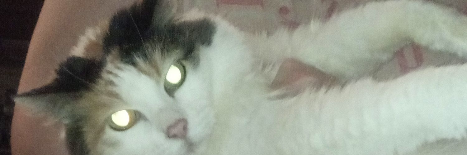 ming_mongo's profile banner image