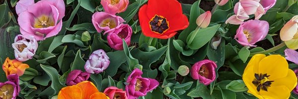 LaurLadino Profile Banner